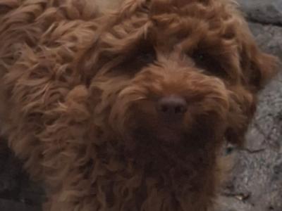 Loving 5 month old male Cockapoo puppy in Wexford is looking for a family home