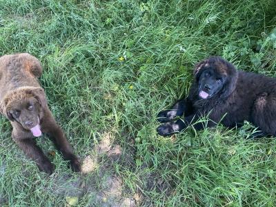 IKC Pedigree Newfoundland puppies in Cork