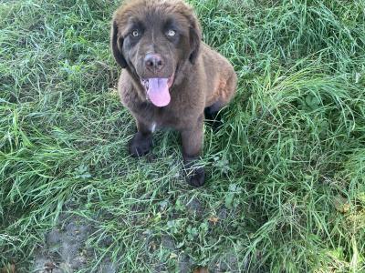 IKC Pedigree Newfoundland puppies in Cork