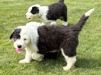 IKC Registered (pending) Old English Sheepdog puppies in Cavan. Champion Bloodlines | Shepardshollow