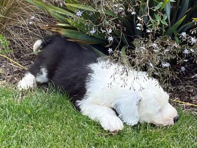 IKC Registered (pending) Old English Sheepdog puppies in Cavan. Champion Bloodlines | Shepardshollow