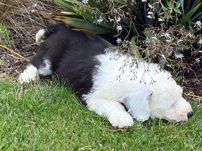 IKC Registered Old English Sheepdog puppies in Cavan. Champion Bloodlines | Shepardshollow