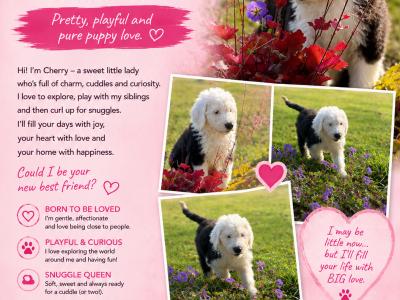 IKC Registered Old English Sheepdog puppies in Cavan. Champion Bloodlines | Shepardshollow