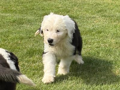 IKC Registered (pending) Old English Sheepdog puppies in Cavan. Champion Bloodlines | Shepardshollow