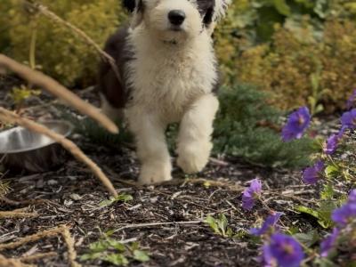 IKC Registered Old English Sheepdog puppies in Cavan. Champion Bloodlines | Shepardshollow