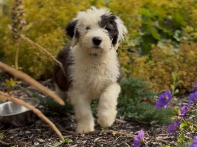 IKC Registered Old English Sheepdog puppies in Cavan. Champion Bloodlines | Shepardshollow