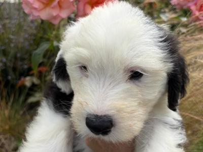 IKC Registered (pending) Old English Sheepdog puppies in Cavan. Champion Bloodlines | Shepardshollow
