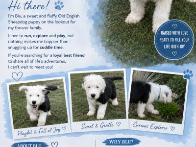 IKC Registered Old English Sheepdog puppies in Cavan. Champion Bloodlines | Shepardshollow