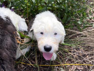 IKC Registered (pending) Old English Sheepdog puppies in Cavan. Champion Bloodlines | Shepardshollow