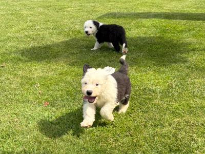 IKC Registered (pending) Old English Sheepdog puppies in Cavan. Champion Bloodlines | Shepardshollow