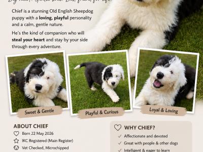 IKC Registered Old English Sheepdog puppies in Cavan. Champion Bloodlines | Shepardshollow