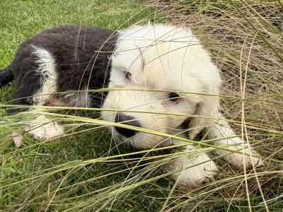 IKC Registered (pending) Old English Sheepdog puppies in Cavan. Champion Bloodlines | Shepardshollow
