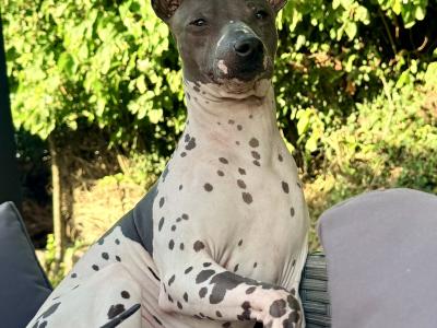 Pedigree IKC Registered American Hairless Terrier puppie 7 months old in Laois