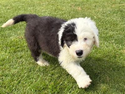 IKC Registered (pending) Old English Sheepdog puppies in Cavan. Champion Bloodlines | Shepardshollow