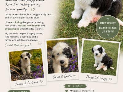 IKC Registered Old English Sheepdog puppies in Cavan. Champion Bloodlines | Shepardshollow
