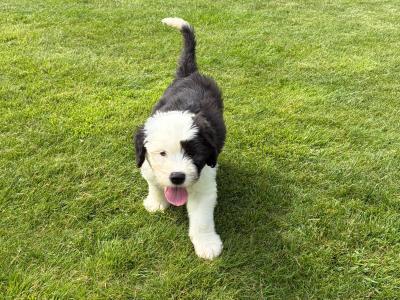 IKC Registered (pending) Old English Sheepdog puppies in Cavan. Champion Bloodlines | Shepardshollow
