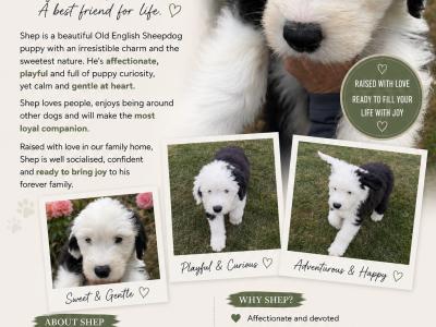 IKC Registered Old English Sheepdog puppies in Cavan. Champion Bloodlines | Shepardshollow