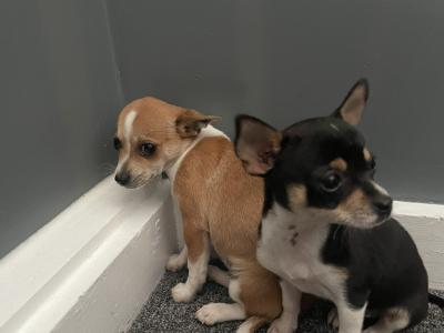 Male Chihuahua tcup puppies in Galway - €525 price drop !!