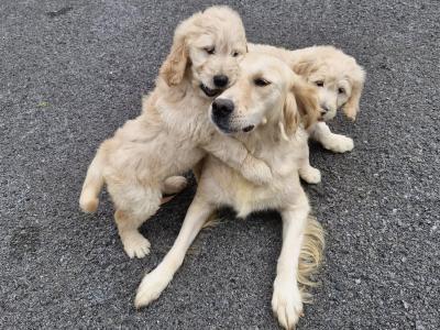 Goldendoodle puppies in Donegal