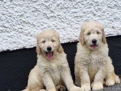 Goldendoodle puppies in Donegal