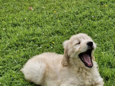 Goldendoodle puppies in Donegal