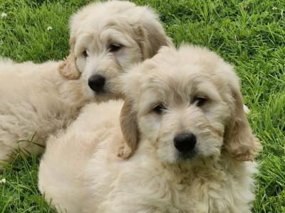 Goldendoodle puppies in Donegal