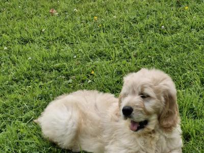 Goldendoodle puppies in Donegal