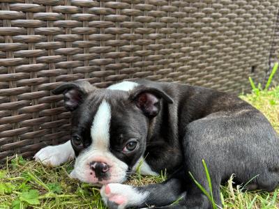 IKC Registered (pending) Boston Terrier puppies in Westmeath