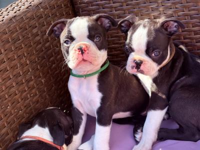 IKC Registered (pending) Boston Terrier puppies in Westmeath