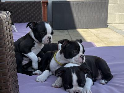 IKC Registered (pending) Boston Terrier puppies in Westmeath