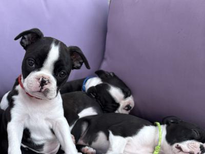 IKC Registered (pending) Boston Terrier puppies in Westmeath