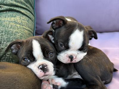 IKC Registered (pending) Boston Terrier puppies in Westmeath