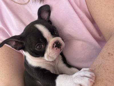IKC Registered (pending) Boston Terrier puppies in Westmeath
