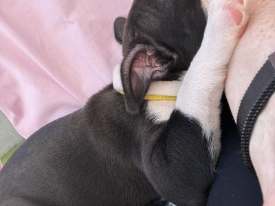 IKC Registered (pending) Boston Terrier puppies in Westmeath