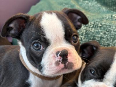IKC Registered (pending) Boston Terrier puppies in Westmeath