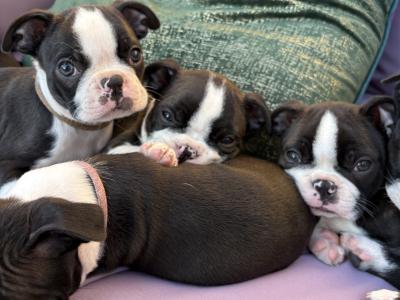 IKC Registered (pending) Boston Terrier puppies in Westmeath