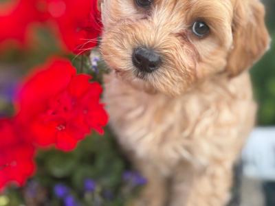 Golden male Cavapoo puppy in Cork