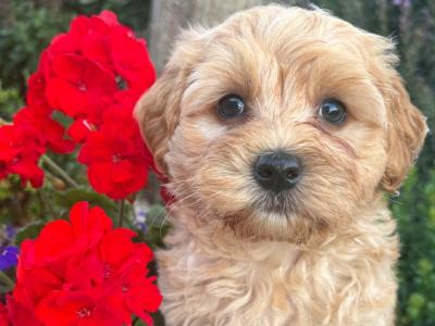 Golden male Cavapoo puppy in Cork