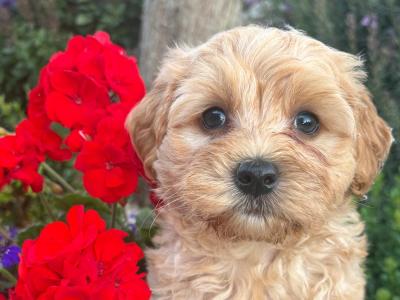 Golden male Cavapoo puppy in Cork