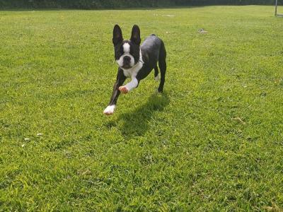 IKC Registered (pending) Boston Terrier puppies in Westmeath