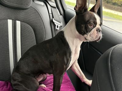 IKC Registered (pending) Boston Terrier puppies in Westmeath