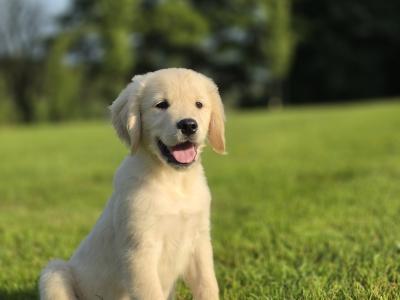 Champion IKC Registered Golden Retriever puppies in Limerick