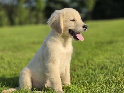 Champion IKC Registered Golden Retriever puppies in Limerick