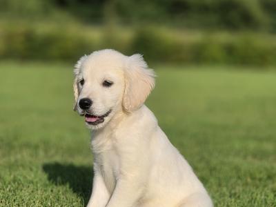 Champion IKC Registered Golden Retriever puppies in Limerick