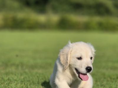 Champion IKC Registered Golden Retriever puppies in Limerick