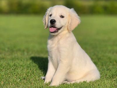 Champion IKC Registered Golden Retriever puppies in Limerick
