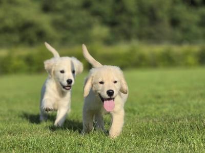 Champion IKC Registered Golden Retriever puppies in Limerick