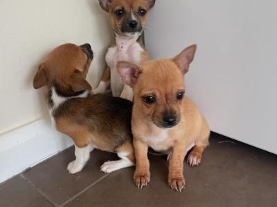Male Chihuahua tcup puppies in Galway - €525 price drop !!
