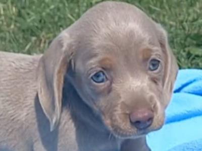 Miniature Dachshund