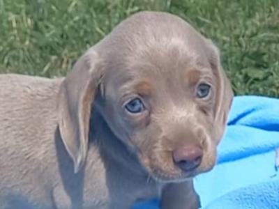 Miniature Dachshund puppy in Dublin